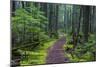 Hiking Path Winds Through Mossy Rainforest in Glacier National Park, Montana, USA-Chuck Haney-Mounted Photographic Print