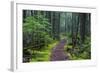 Hiking Path Winds Through Mossy Rainforest in Glacier National Park, Montana, USA-Chuck Haney-Framed Photographic Print