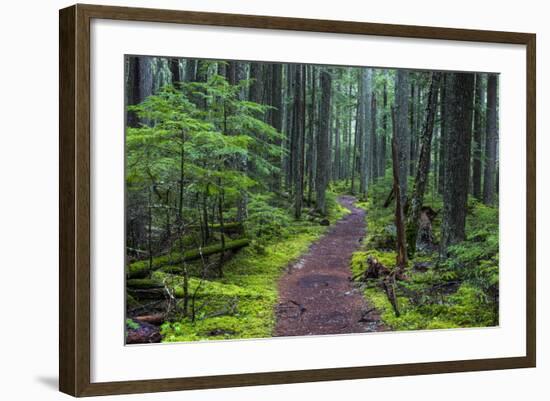 Hiking Path Winds Through Mossy Rainforest in Glacier National Park, Montana, USA-Chuck Haney-Framed Photographic Print