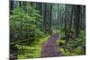 Hiking Path Winds Through Mossy Rainforest in Glacier National Park, Montana, USA-Chuck Haney-Mounted Photographic Print