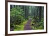 Hiking Path Winds Through Mossy Rainforest in Glacier National Park, Montana, USA-Chuck Haney-Framed Photographic Print