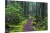 Hiking Path Winds Through Mossy Rainforest in Glacier National Park, Montana, USA-Chuck Haney-Mounted Photographic Print