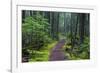 Hiking Path Winds Through Mossy Rainforest in Glacier National Park, Montana, USA-Chuck Haney-Framed Photographic Print