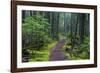 Hiking Path Winds Through Mossy Rainforest in Glacier National Park, Montana, USA-Chuck Haney-Framed Photographic Print