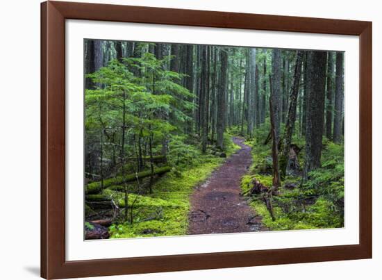 Hiking Path Winds Through Mossy Rainforest in Glacier National Park, Montana, USA-Chuck Haney-Framed Photographic Print