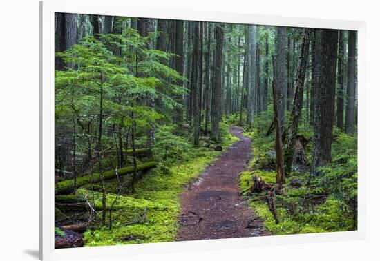 Hiking Path Winds Through Mossy Rainforest in Glacier National Park, Montana, USA-Chuck Haney-Framed Photographic Print