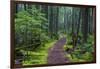 Hiking Path Winds Through Mossy Rainforest in Glacier National Park, Montana, USA-Chuck Haney-Framed Photographic Print