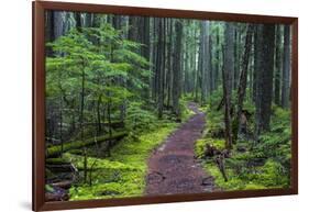 Hiking Path Winds Through Mossy Rainforest in Glacier National Park, Montana, USA-Chuck Haney-Framed Photographic Print