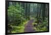 Hiking Path Winds Through Mossy Rainforest in Glacier National Park, Montana, USA-Chuck Haney-Framed Photographic Print