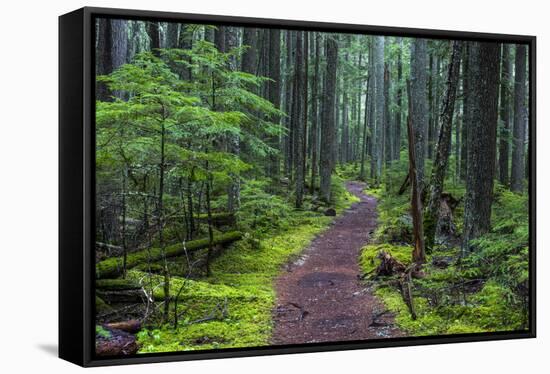Hiking Path Winds Through Mossy Rainforest in Glacier National Park, Montana, USA-Chuck Haney-Framed Stretched Canvas