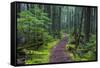 Hiking Path Winds Through Mossy Rainforest in Glacier National Park, Montana, USA-Chuck Haney-Framed Stretched Canvas