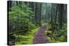 Hiking Path Winds Through Mossy Rainforest in Glacier National Park, Montana, USA-Chuck Haney-Stretched Canvas