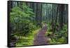 Hiking Path Winds Through Mossy Rainforest in Glacier National Park, Montana, USA-Chuck Haney-Framed Stretched Canvas