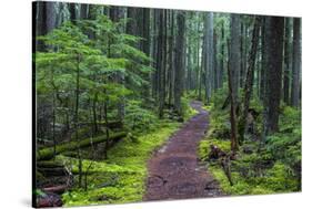 Hiking Path Winds Through Mossy Rainforest in Glacier National Park, Montana, USA-Chuck Haney-Stretched Canvas