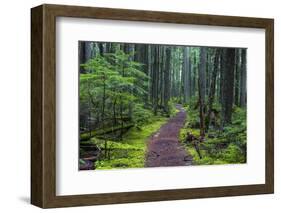 Hiking Path Winds Through Mossy Rainforest in Glacier National Park, Montana, USA-Chuck Haney-Framed Photographic Print