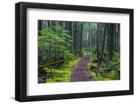 Hiking Path Winds Through Mossy Rainforest in Glacier National Park, Montana, USA-Chuck Haney-Framed Photographic Print