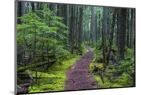 Hiking Path Winds Through Mossy Rainforest in Glacier National Park, Montana, USA-Chuck Haney-Mounted Photographic Print