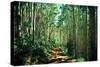 Hiking Through the Aspens on the Maroon Bell Trail-Brad Beck-Stretched Canvas