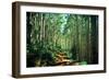 Hiking Through the Aspens on the Maroon Bell Trail-Brad Beck-Framed Photographic Print