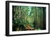 Hiking Through the Aspens on the Maroon Bell Trail-Brad Beck-Framed Photographic Print