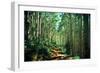 Hiking Through the Aspens on the Maroon Bell Trail-Brad Beck-Framed Photographic Print