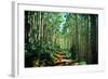 Hiking Through the Aspens on the Maroon Bell Trail-Brad Beck-Framed Photographic Print