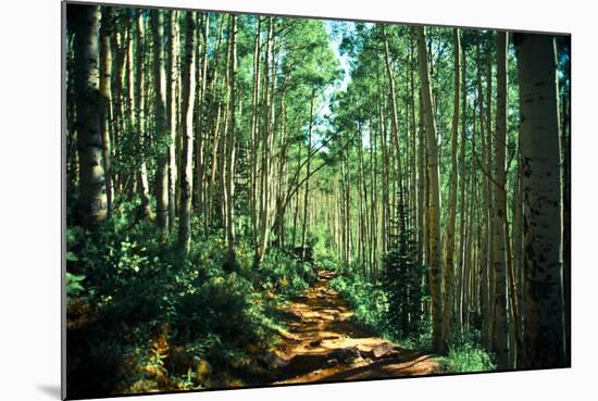 Hiking Through the Aspens on the Maroon Bell Trail-Brad Beck-Mounted Photographic Print