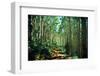 Hiking Through the Aspens on the Maroon Bell Trail-Brad Beck-Framed Photographic Print