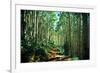 Hiking Through the Aspens on the Maroon Bell Trail-Brad Beck-Framed Photographic Print