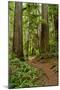 Hiking Trail I-Brian Moore-Mounted Premium Photographic Print