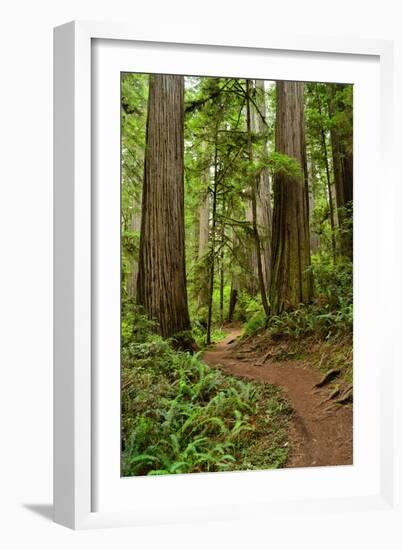 Hiking Trail I-Brian Moore-Framed Photographic Print