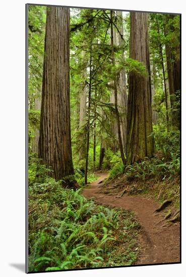 Hiking Trail I-Brian Moore-Mounted Photographic Print