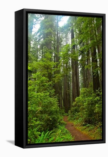 Hiking Trail II-Brian Moore-Framed Stretched Canvas