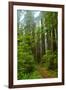 Hiking Trail II-Brian Moore-Framed Photographic Print