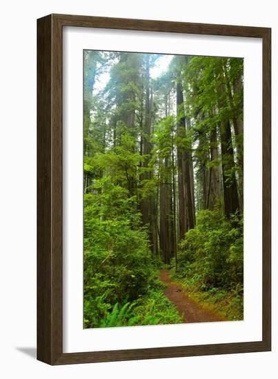 Hiking Trail II-Brian Moore-Framed Photographic Print