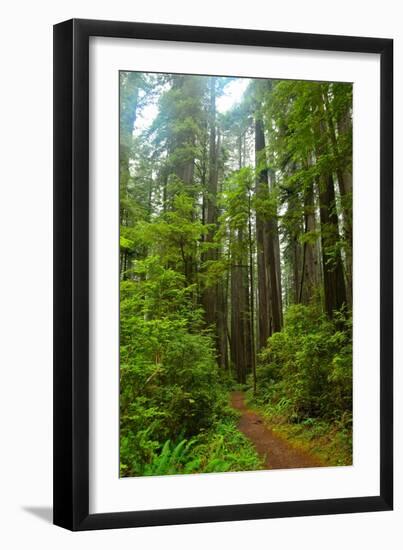 Hiking Trail II-Brian Moore-Framed Photographic Print