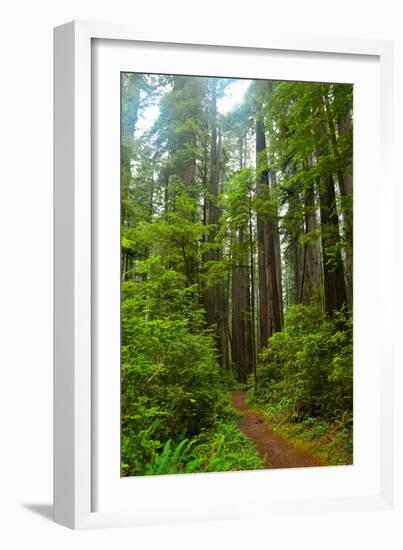 Hiking Trail II-Brian Moore-Framed Photographic Print