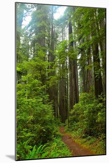 Hiking Trail II-Brian Moore-Mounted Photographic Print