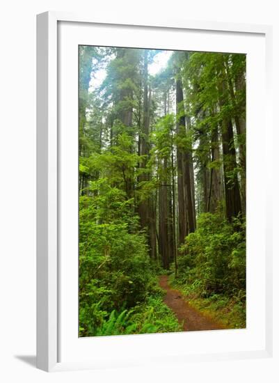 Hiking Trail II-Brian Moore-Framed Photographic Print