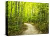 Hiking trail in forest during early Autumn-Terry Eggers-Stretched Canvas