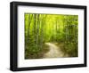 Hiking trail in forest during early Autumn-Terry Eggers-Framed Photographic Print