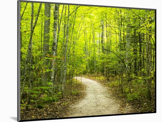 Hiking trail in forest during early Autumn-Terry Eggers-Mounted Photographic Print