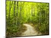 Hiking trail in forest during early Autumn-Terry Eggers-Mounted Photographic Print