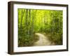 Hiking trail in forest during early Autumn-Terry Eggers-Framed Photographic Print