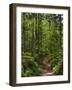 Hiking trail in primeval forest in the Bavarian Forest NP near Sankt Oswald. Germany, Bavaria.-Martin Zwick-Framed Photographic Print