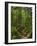 Hiking trail in primeval forest in the Bavarian Forest NP near Sankt Oswald. Germany, Bavaria.-Martin Zwick-Framed Photographic Print