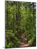 Hiking trail in primeval forest in the Bavarian Forest NP near Sankt Oswald. Germany, Bavaria.-Martin Zwick-Mounted Photographic Print