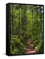 Hiking trail in primeval forest in the Bavarian Forest NP near Sankt Oswald. Germany, Bavaria.-Martin Zwick-Framed Stretched Canvas