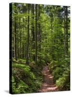 Hiking trail in primeval forest in the Bavarian Forest NP near Sankt Oswald. Germany, Bavaria.-Martin Zwick-Stretched Canvas