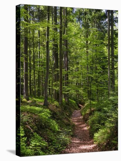 Hiking trail in primeval forest in the Bavarian Forest NP near Sankt Oswald. Germany, Bavaria.-Martin Zwick-Stretched Canvas